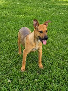 Anderson Alabama (m) -  Shepherd Dog for Adoption in Nashville, Tennessee - Anderson Alabama (m) | PetCurious