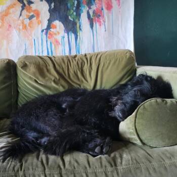 Nova -  Standard Poodle and Belgian Shepherd Malinois Dog for Adoption in Cashmere, Washington - Nova | PetCurious