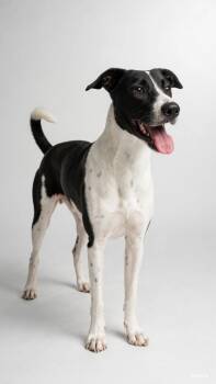 CANDY -  Whippet Dog for Adoption in Houston, Texas - CANDY | PetCurious
