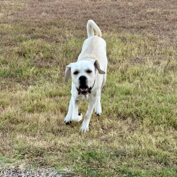 Winston Doyle -  Labrador Retriever and Mastiff Dog for Adoption in Ennis, Texas - Winston Doyle | PetCurious