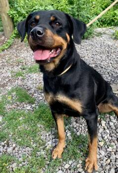 Dakota -  Rottweiler Dog for Adoption in Mckeesport, Pennsylvania - Dakota | PetCurious