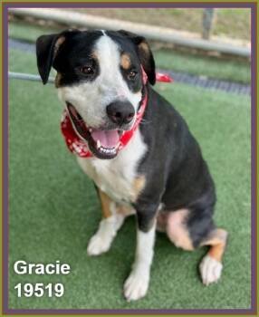 GRACIE -  Hound and Shepherd Dog for Adoption in Marietta, Georgia - GRACIE | PetCurious