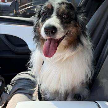 Lottie -  Australian Shepherd Dog for Adoption in Plainfield, Illinois - Lottie | PetCurious