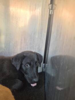 TOMATO -  Labrador Retriever Dog for Adoption in San Antonio, Texas - TOMATO | PetCurious