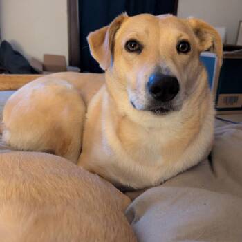 Peach D6462 -  Labrador Retriever and Shepherd Dog for Adoption - Peach D6462 | PetCurious