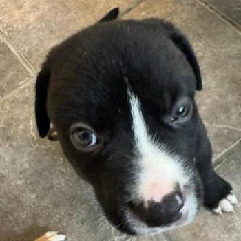 Maverick -  American Staffordshire Terrier Dog for Adoption in San Antonio, Texas - Maverick | PetCurious
