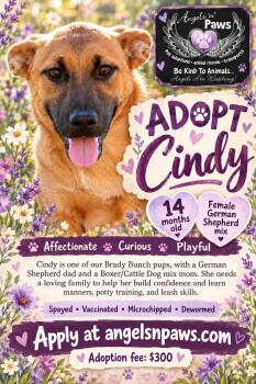 Cindy -  German Shepherd Dog and Boxer Dog for Adoption in Rancho Cucamonga, California - Cindy | PetCurious