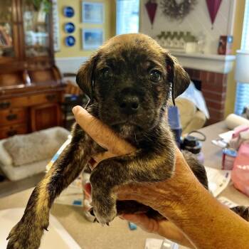 Morro -  Pug and Australian Shepherd Dog for Adoption in Oceanside, California - Morro | PetCurious
