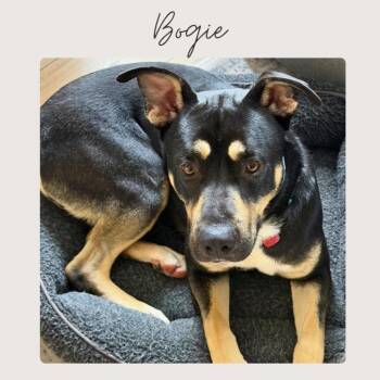 Mixed Breed Dogs Available for Adoption in San Juan Capistrano, California - BOGIE | PetCurious