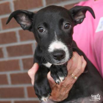 Emmagene -  Dachshund and Retriever Dog for Adoption in Washington, District Of Columbia - Emmagene | PetCurious