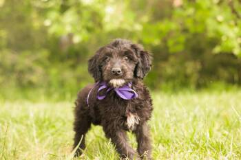 Goldendoodle and Mixed Breed Dogs Available for Adoption in Gradyville, Kentucky - DeeDee-Transport | PetCurious
