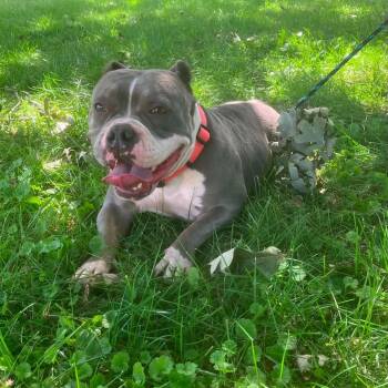 Ivy -  American Bulldog Dog for Adoption in Springfield, Illinois - Ivy | PetCurious