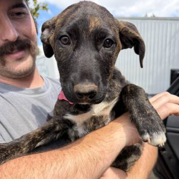 Zoe -  Mixed Breed Dog for Adoption in Columbia, South Carolina - Zoe | PetCurious