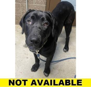 Rescue Mixed Breed Dogs for Adoption in Eugene, Oregon - Tallulah | PetCurious