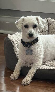 Popcorn 4839 -  Bichon Frise Dog for Adoption in Pickering, Ontario - Popcorn 4839 | PetCurious