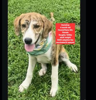 Gumdrop -  Hound and Great Dane Dog for Adoption in Oviedo, Florida - Gumdrop | PetCurious