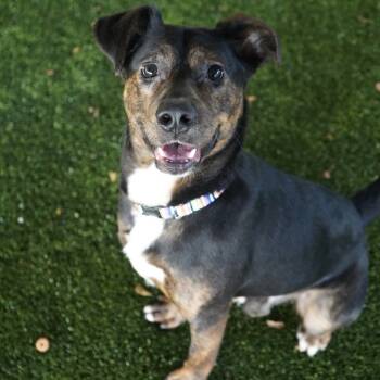 Rescue Hound and Black Mouth Cur Dogs for Adoption in Tuscaloosa, Alabama - Whim | PetCurious