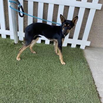 A614764 -  Australian Kelpie and Mixed Breed Dog for Adoption in Modesto, California - A614764 | PetCurious