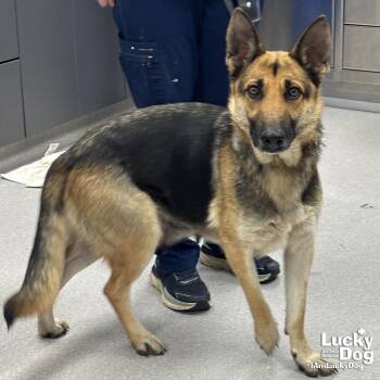 German Shepherd Dog Dogs Available for Adoption - Melanie | PetCurious