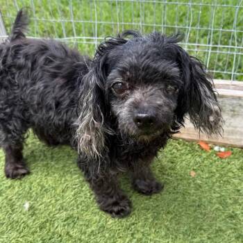 Inky 2014 -  Maltese and Poodle Dog for Adoption in Loxahatchee Groves, Florida - Inky 2014 | PetCurious
