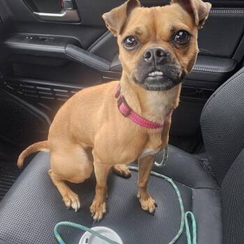 Sasha -  Chihuahua and Pug Dog for Adoption in Toms River, New Jersey - Sasha | PetCurious