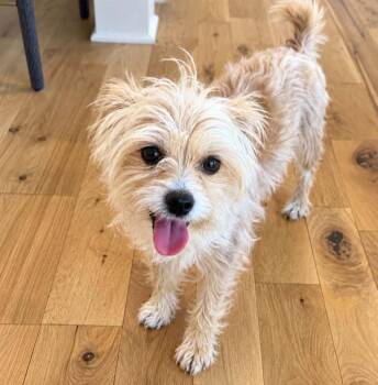 Conrd (AO37674) -  Wirehaired Terrier Dog for Adoption in Kansas City, Kansas - Conrd (AO37674) | PetCurious