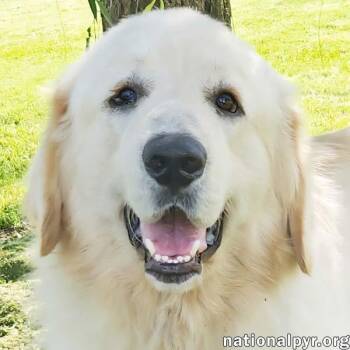 Reece in KY - Loves Meeting New People -  Great Pyrenees Dog for Adoption in Beacon, New York - Reece In KY - Loves Meeting New People | PetCurious