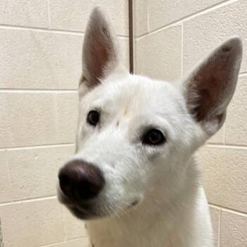 71976 -  German Shepherd Dog and Husky Dog for Adoption in Harrisonburg, Virginia - 71976 | PetCurious