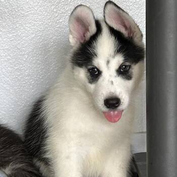 Bishop -  Husky and Mixed Breed Dog for Adoption in Long Beach, California - Bishop | PetCurious
