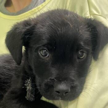 Black Labrador Retriever and Mixed Breed Dogs Available for Adoption - Doubloon | PetCurious