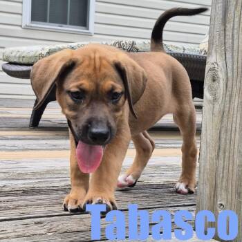 Tabasco -  Hound and Mixed Breed Dog for Adoption in Ellicott City, Maryland - Tabasco | PetCurious