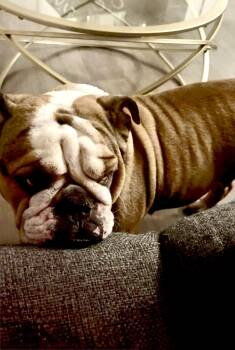 Rescue English Bulldog Dogs for Adoption in Lockhart, Texas - Wilhelmina Is A Wonderful Bulldog. | PetCurious