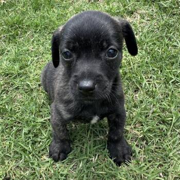 Zi Zi C-34393 -  Chihuahua Dog for Adoption in Oklahoma City, Oklahoma - Zi Zi C-34393 | PetCurious