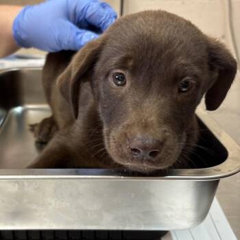 Labrador Retriever Dogs Available for Adoption in Birmingham, Alabama - Bryers | PetCurious
