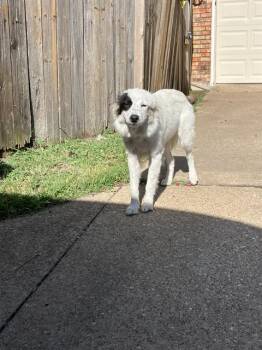 MEREDITH -  Mixed Breed Dog for Adoption in Dallas, Texas - MEREDITH | PetCurious
