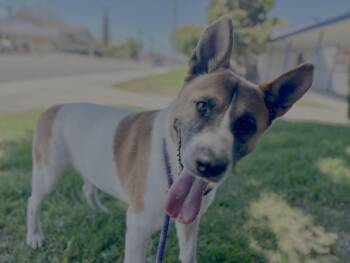 Rescue Akita and Shepherd Dogs for Adoption in El Segundo, California - Sampson | PetCurious