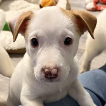 Australian Shepherd and Mixed Breed Dogs Available for Adoption in Normal, Illinois - Stars | PetCurious
