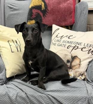 Arnie -  Mixed Breed and Dachshund Dog for Adoption in Black Eagle, Montana - Arnie | PetCurious