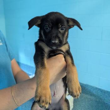 Mixed Breed Dogs Available for Adoption - Rose | PetCurious