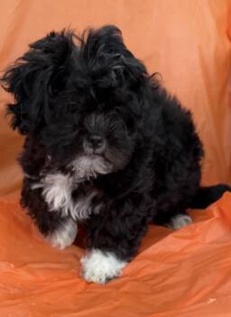 Nashy -  Cavalier King Charles Spaniel and Miniature Poodle Dog for Adoption in Louise, Texas - Nashy | PetCurious