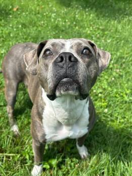Zoo Zoo -  Pit Bull Terrier Dog for Adoption in Saint Charles, Missouri - Zoo Zoo | PetCurious