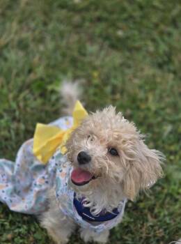 Quinn -  Maltipoo Dog for Adoption in Semmes, Alabama - Quinn | PetCurious
