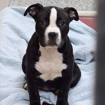 TubTub -  Mixed Breed Dog for Adoption in Fairport, New York - TubTub | PetCurious