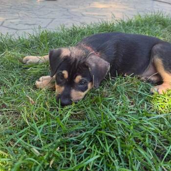Tessa -  Hound and Mixed Breed Dog for Adoption in Shorewood, Illinois - Tessa | PetCurious