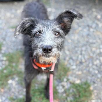 Barbwire (Barb) -  Terrier and Mixed Breed Dog for Adoption in Aldie, Virginia - Barbwire (Barb) | PetCurious