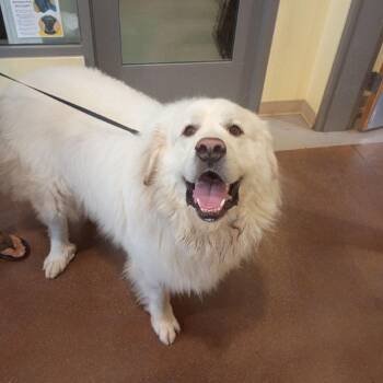 Notorious -  Great Pyrenees Dog for Adoption in Lynchburg, Virginia - Notorious | PetCurious