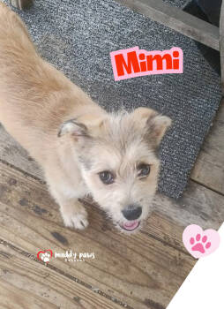 Rescue Terrier Dogs for Adoption in Council Bluffs, Iowa - Mimi | PetCurious