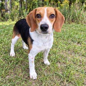 Bella -  Beagle Dog for Adoption in Foley, Alabama - Bella | PetCurious