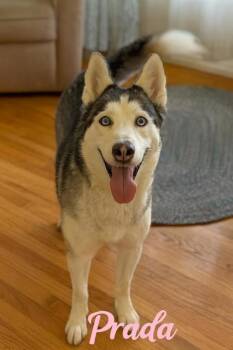 Rescue Siberian Husky and Mixed Breed Dogs for Adoption in Beatrice, Nebraska - Prada | PetCurious
