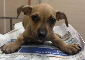 Copper -  Mixed Breed Dog for Adoption in Honolulu, Hawaii - Copper | PetCurious
